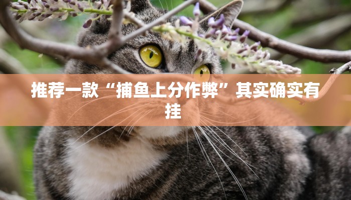 实测教程”Winner辅助怎么开挂”(原来确实是有挂)