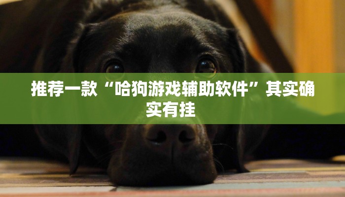 推荐一款“哈狗游戏辅助软件”其实确实有挂 